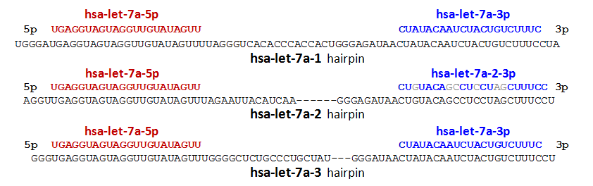 Hsa let 7a 5p